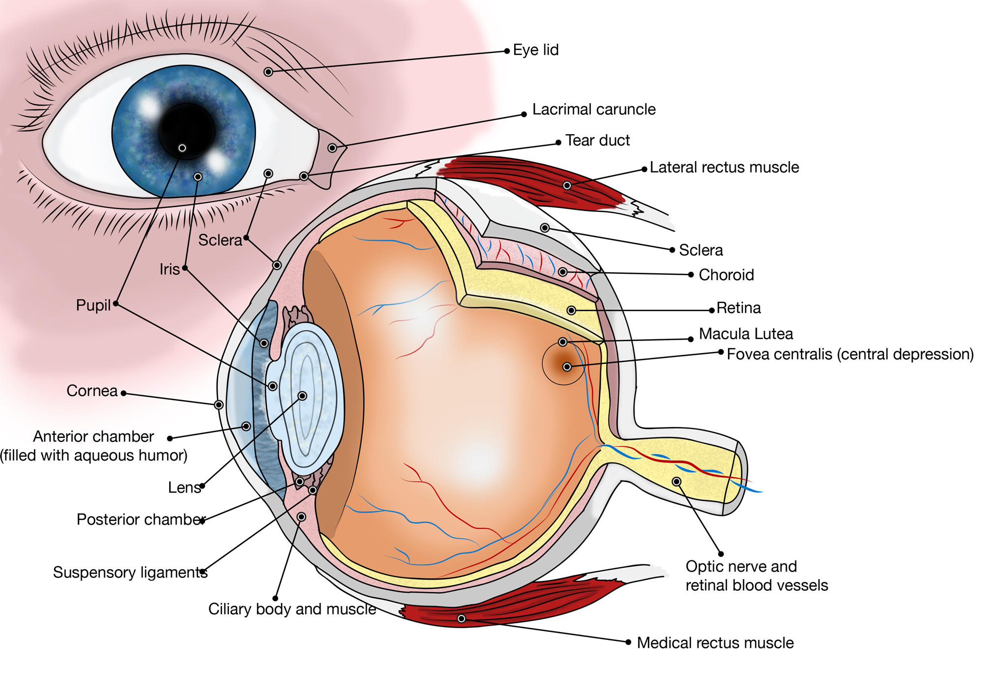 Глазные яблоки расположены в парных углублениях черепа. Внутреннее строение глаза. Анатомия глаза человека. Строение глаза анатомия. Части глаза анатомия.