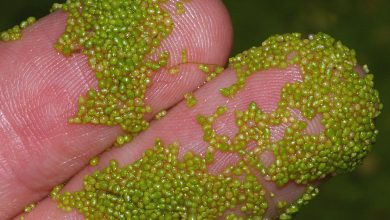 با گیاه watermeal آشنا شوید