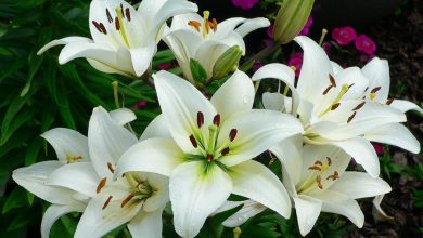 تعبیر مشاهده گل سوسن در خواب