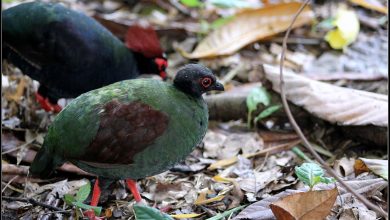 تعبیر مشاهده کبک در خواب