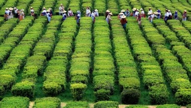 تعبیر مشاهده کشت و زرع در خواب