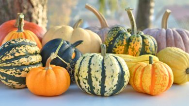 تعبیر مشاهده کدو در خواب