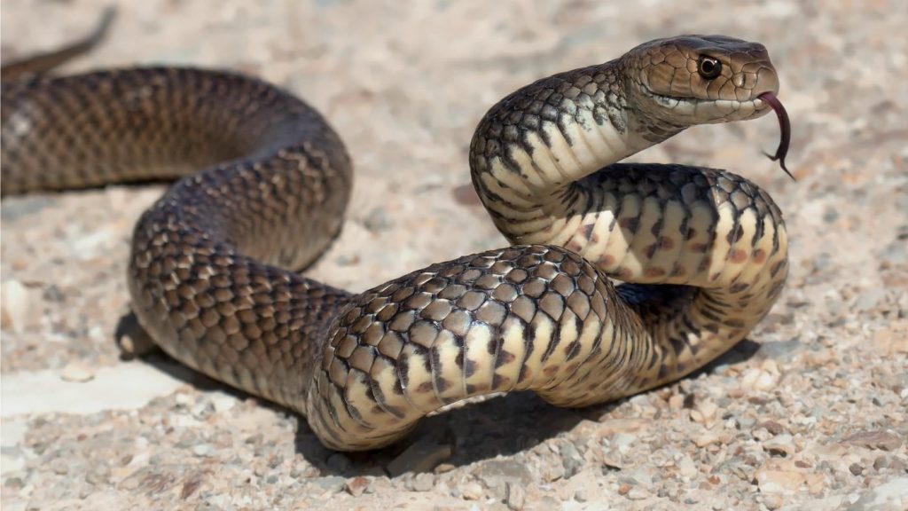 یک نمونه مار سمی