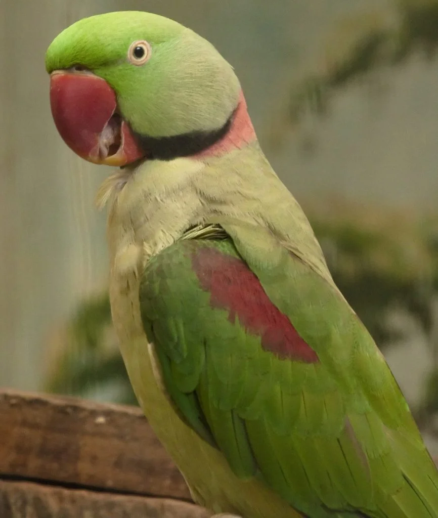 شاه طوطی