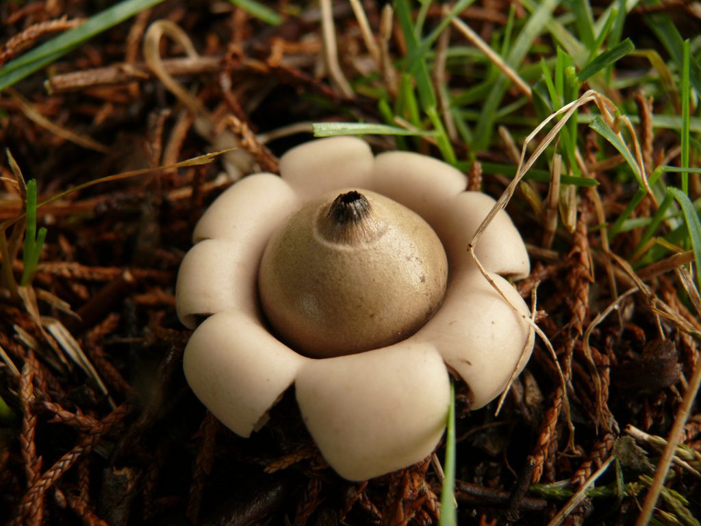 قارچ ستاره زمینی