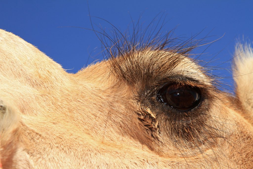 مژه چشم شتر