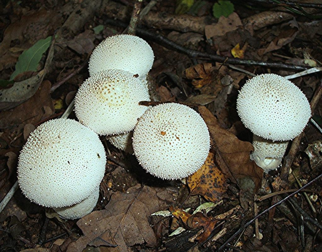 قارچ توپ پفکی