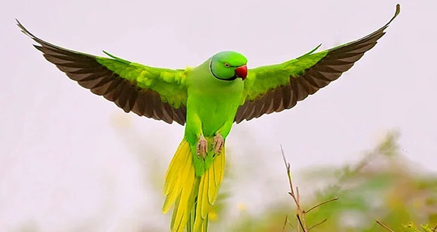 با زندگی طوطی ها آشنا شویم