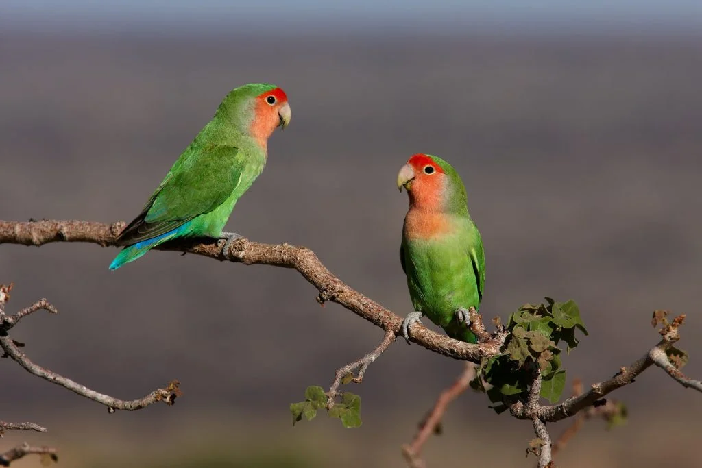 طوطی برزیلی
