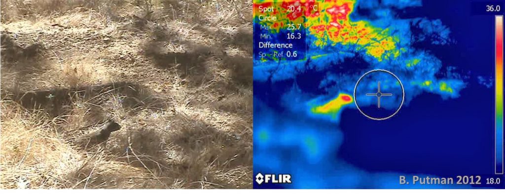 مشاهده سنجاب همرنگ محیط به کمک مادون قرمز