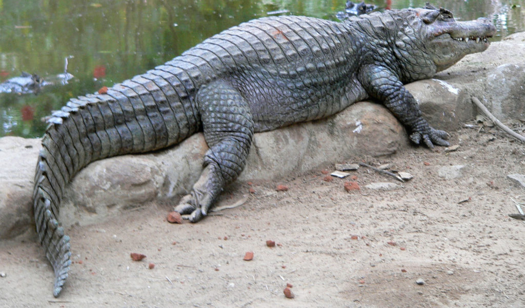 تمساح گاندو