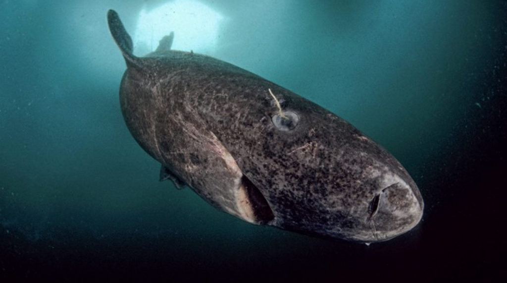 اندازه گیری کربن 14 در عدسی چشم کوسه گیرینلند، سن او را تا حدود 392 سال مشخص کرد.