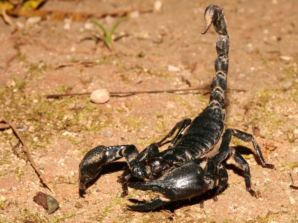 عقرب سیاه