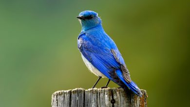 آزمون کوکولوژی پرنده آبی