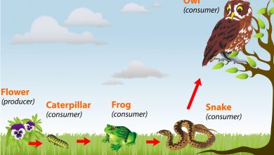 زنجیره غذایی چیست؟