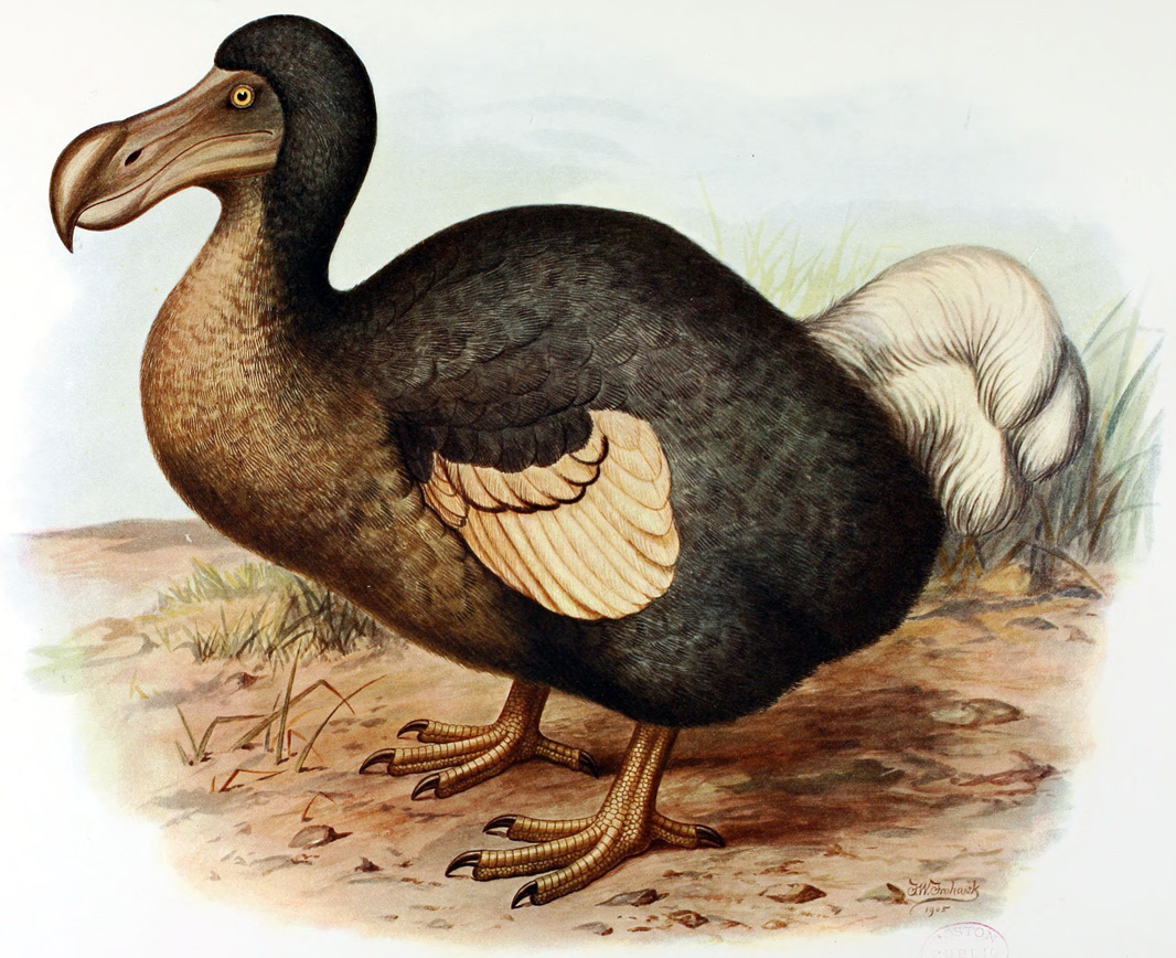 dodo bird extinct