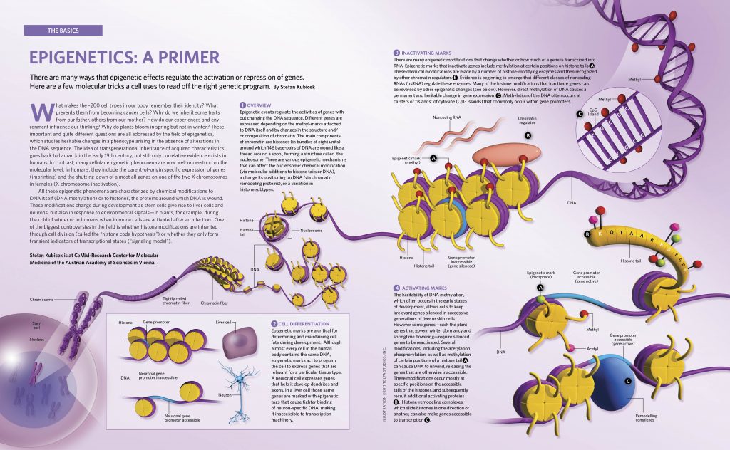 اپی ژنتیک چیست؟
