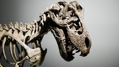 عمرسنجی با کربن 14 چگونه انجام می شود؟