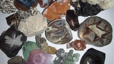 با کانی ها آشنا شوید