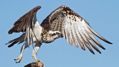 به کدام پرندگان، پرندگان شکاری می گویند؟