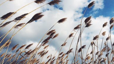 باد چگونه می وزد؟