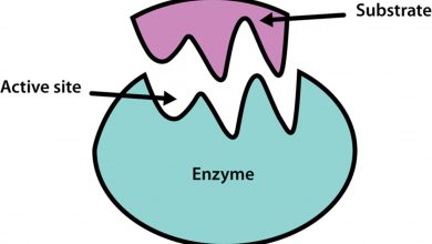 آنزیم چیست؟