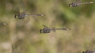 اگر همه حشرات نابود شوند، چه می شود؟