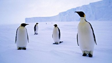 پنگوئن ها کجا زندگی می کنند؟