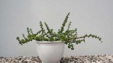 چگونه از گیاه کراسولای خرفه ای در خانه نگهداری کنیم؟