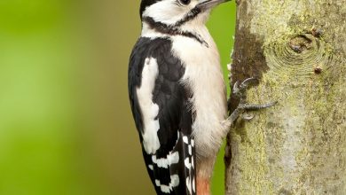 چرا دارکوب ها به درختان نوک می زنند؟