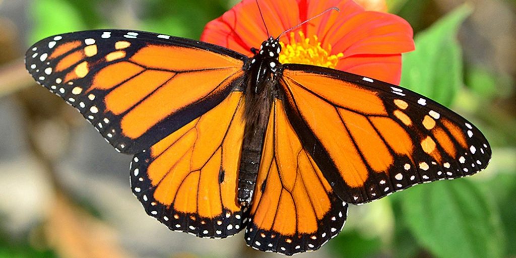 پروانه های مونارک با رنگ نارنجی شان مثال معروفی از هشدار به پرندگان شکارچی هستند. این پروانه ها طی مهاجرت بین شمال و جنوب از کانادا تا مکزیک، از گیاه علف شیر به عنوان غذا استفاده می کنند که شیره آن به دلیل وجود ماده ای از گروه کاردنولیدها در آن، سمی است. این ماده هر چند برای پروانه ها ضرری ندارد، اما برای پرندگانی که مونارک ها را بخورند، سمی است و حتی می تواند کشنده باشد.