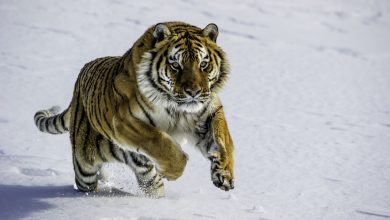 جانوران برای بقا، چه راهکارهایی دارند؟