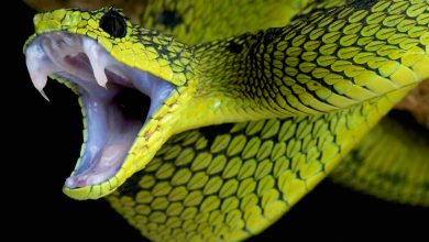 پادزهر چگونه ساخته می شود؟