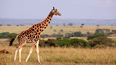 چرا زرافه ها گردن بسیار بلندی دارند؟