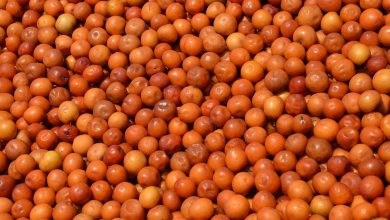 تعبیر مشاهده کُنار در خواب