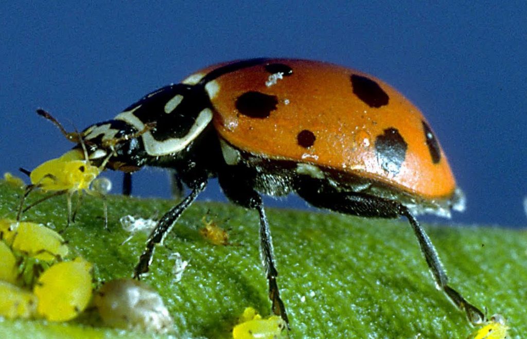 در این تصویر، یک کفشدوزک گرسنه را می بینید که در حال خوردن غذا است. غذای او آفتی است که با تغذیه از شیره گیاه، رمق را از آن می گیرد و آن را مستعد بیماری کرده و در نهایت رنجور و به مرگ نزدیک می کند. در نتیجه کفشدوزک ها دوستان صمیمی گیاهان به حساب می آیند. آنها برای ما نیز دوست داشتنی هستند. هر وقت سر و کله شته ها در مزارع پیدا شود، با توجه به نرخ رشد جمعیت شان، می توانند دردسر بزرگی برای کشاورزان ایجاد کنند. در این صورت کفشدوزک هایی که در مزرعه زندگی می کنند، نعمت بزرگی برای کشاورزان محسوب می شوند. جالب است بدانید در بسیاری از کشورها مراکزی وجود دارد که به پرورش این سوسک های قرمزپوش مشغول هستند و آنها را برای رهاسازی در باغ و مزرعه در اختیار کشاورزان و باغداران قرار می دهند. کفشدوزک ها از قدیمی ترین یاران ما انسان ها در کنترل زیستی هستند.