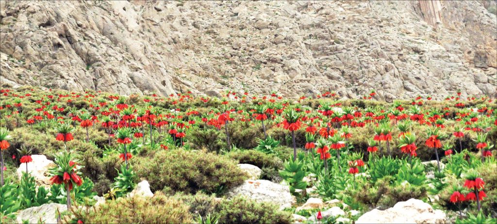 دشت لاله های واژگون