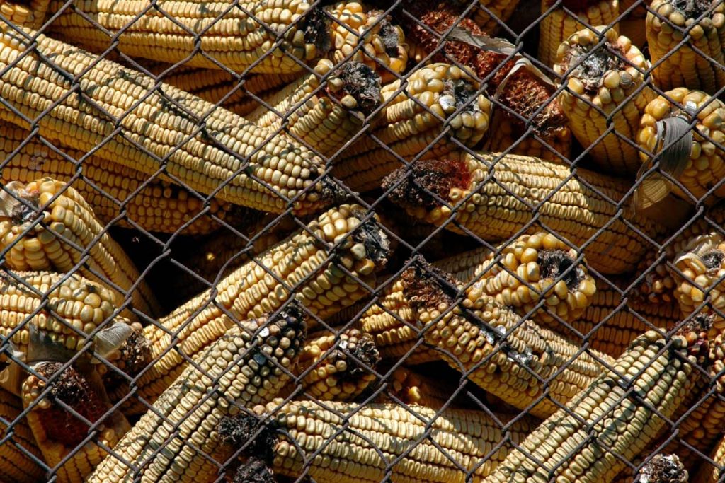 آفلاتوکسین بیشتر در مغزها و دانه های روغنی مانند بادام زمینی، تخمه آفتابگردان، بادام، گردو، پسته، غلاتی مانند برنج، ذرت و گندم به وجود می آید. غذای دام بیش از نان خشک، از علوفه، گندم، جو و ذرت تشکیل شده است. بنابراین تمرکز اصلی باید روی غذای اصلی دام و شیوه نگهداری آن در انبارها باشد.