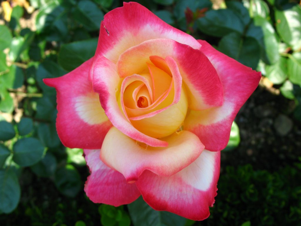 رز دورگه (Hybrid Tea Rose)، از انواع رزهای جدید است که در سال 1867 در فرانسه تولید شد. این نوع رز محبوب ترین گل سرخ در جهان است. رز صلح از انواع رزهای دورگه چای است که در جریان پایان جنگ جهانی دوم این نام روی آن گذاشته شده است. این رزها دارای رقم های مختلفی هستند. در این تصویر، رز عشق و صلح را می بینید.