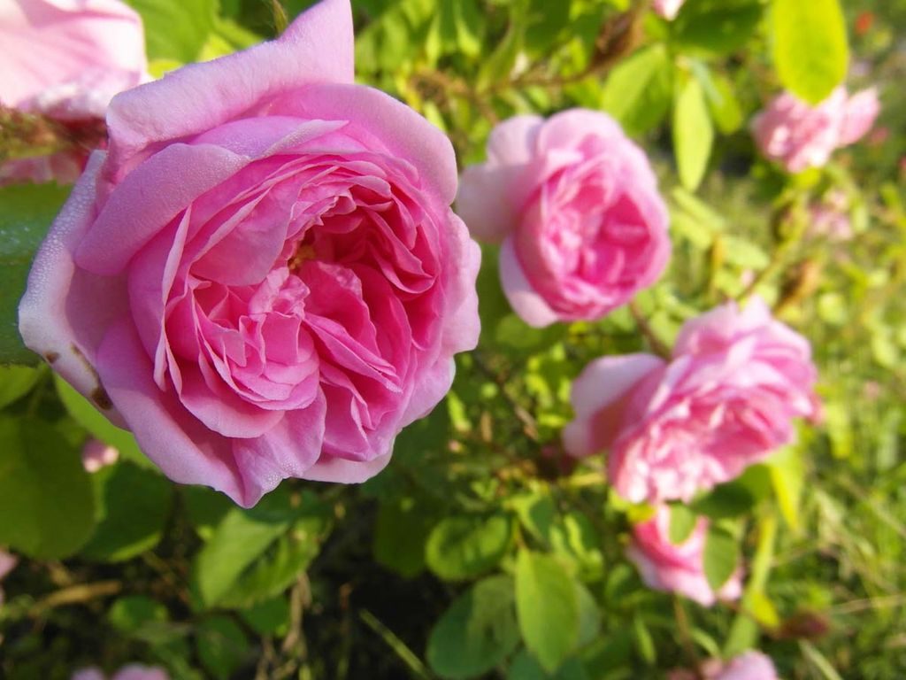 گل صد برگ (Rosa centifolia)؛ نام این گل را به علت تعداد زیاد گلبرگ هایش به آن داده اند. این گل اولین بار توسط باغبانان هلندی در اواخر قرن شانزدهم میلادی معرفی شده است. گل صد برگ از جمله رزهایی است که در حال حاضر در فرانسه برای استفاده در صنعت عطرسازی پرورش داده می شود. این گل ها فقط در بهار گل می دهند.