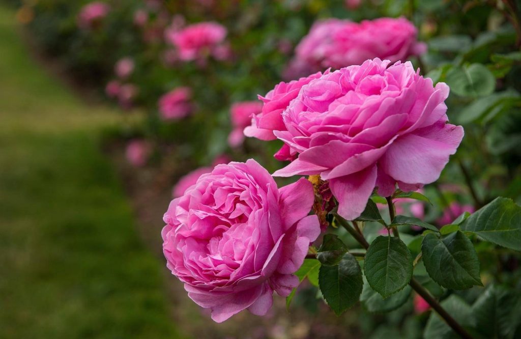 گل محمدی (Rosa damascena) به خاطر صنعت گلاب گیری در ایران بسیار مشهور است. گفته می شود در زمان ملکشاه سلجوقی یکی از اتابکان روم شرقی، تعدادی بوته گل محمدی را با خود از قمصر به شهر دمشق که در آن زمان داماسکوس نامیده می شد، برد و در این شهر پرورش داد. به همین دلیل نام علمی این گیاه را نام این شهر گذاشته اند.