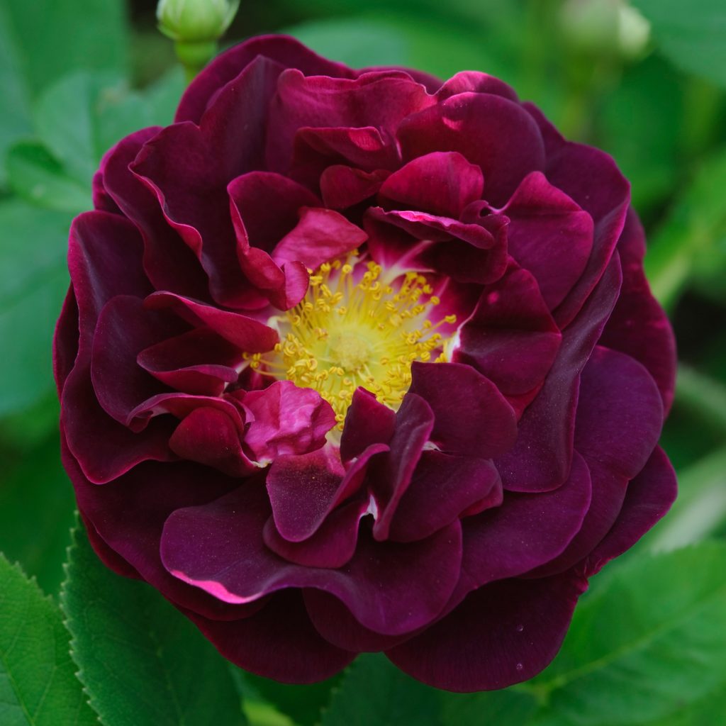 رز فرانسوی (Rosa gallica)؛ این گل ها بومی مناطق مرکزی و جنوب اروپا شامل فرانسه هستند، به همین دلیل نام این نوع از واژه Gaul (سرزمین باستانی گل) که در گذشته به سرزمین فرانسه اطلاق می شده، گرفته شده است. سابقه استفاده از این رزها برای کاربرد دارویی و زیبایی، به قرن سیزدهم میلادی بر می گردد. اوایل قرن نوزدهم میلادی باغبانان فرانسوی با اصلاح نژاد این رز، رقم های جدید تولید کردند که اکنون هم از جمله گونه های مورد علاقه برای پرورش در باغ های رز هستند. گل های این گیاه که فقط در بهار ظاهر می شوند، بوی بسیار خوشایندی دارند.