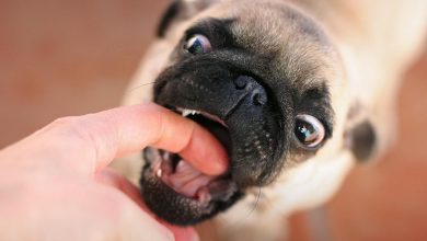 تعبیر مشاهده گزیدن (گاز گرفتن) در خواب