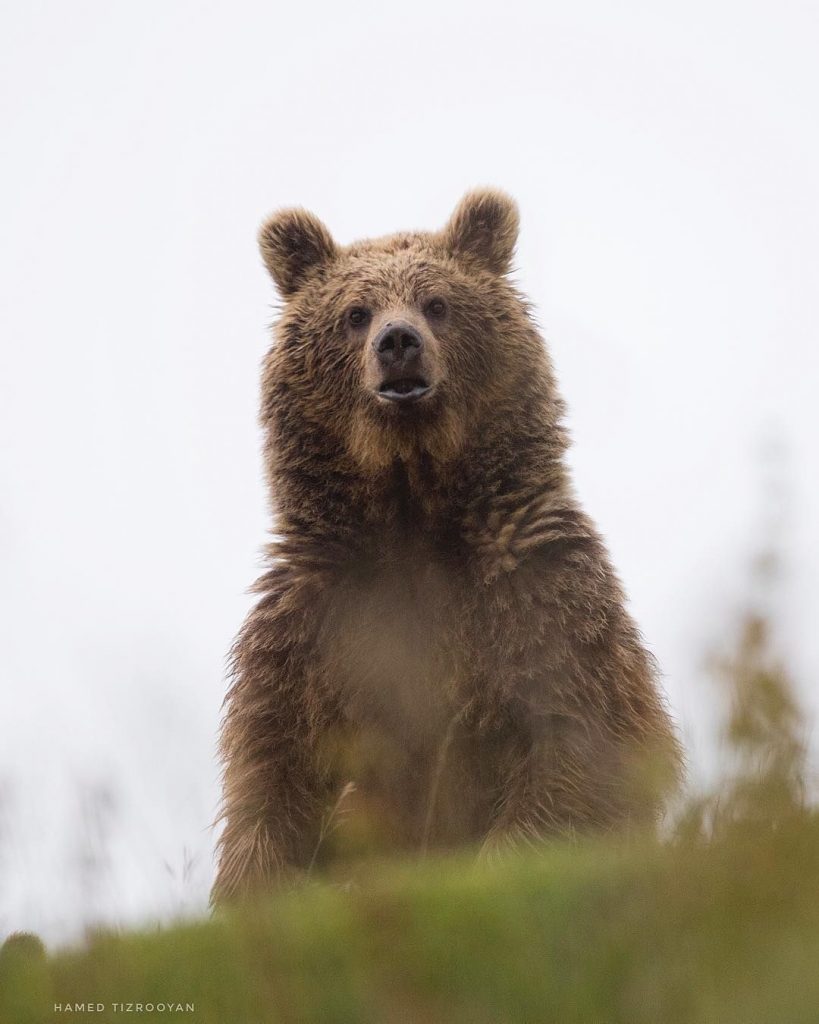 معمولاً خرس ها در اولین تشخیص خطر برای مطمئن شدن روی پاهایشان بلند می شوند که هم بهتر ببینند و هم بهتر بو بکشند.