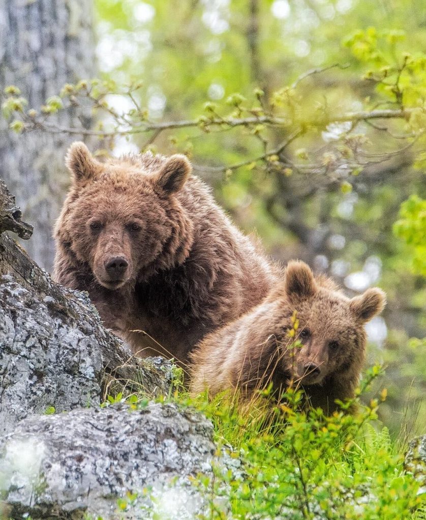 زمان فعالیت خرس ها در طول روز با توجه به منطقه، فصل و آب و هوا می تواند متفاوت باشد. چیزی که واضح است عموماً از گرما فراری هستند و بیشتر زمان فعالیت شان صبح زود و غروب است و زمان ظهر را برای استراحت انتخاب می کنند.