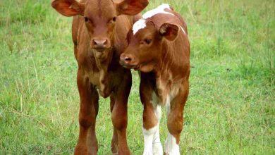 تعبیر مشاهده گوساله در خواب
