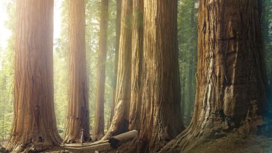 چگونه می توان عمر یک درخت را تخمین زد؟