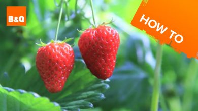 آموزش پرورش توت فرنگی در خانه