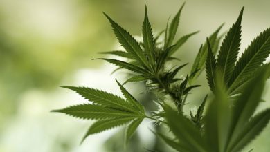 تعبیر مشاهده گیاه در خواب