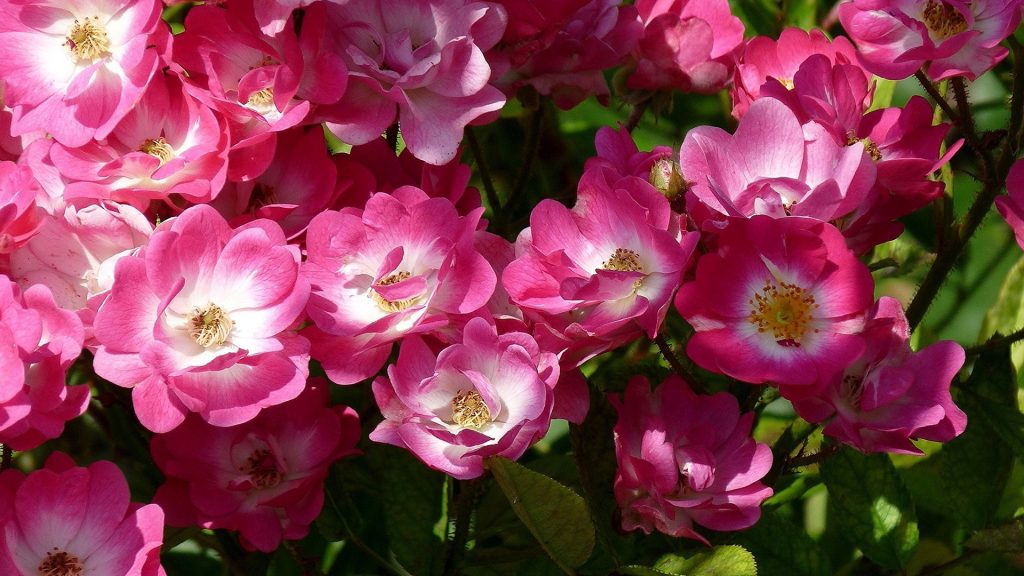 گل نسترن (Rosa canina) یکی از گونه های وحشی رز و بومی اروپا، آسیای غربی و شمال غرب آفریقا است. گونه های بسیاری از آن در جنگل های شمال و منطقه ارسباران به صورت خودرو یافت می شود. گل های آن ریز هستند که به رنگ های صورتی، سفید، قرمز و گاهی زرد یافت می شوند. بوی آنها ملایم و مطبوع است. نسترن ها در طول جنگ جهانی دوم در باغ های پیروزی آمریکا کاشته می شدند.